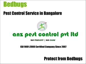 bedbugs control bangalore