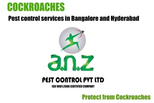 cockroaches pest control bagalore