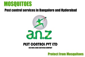 mosquitoes pest control bangalore