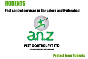 rodent pest control bangalore