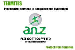 termite pest control bangalore